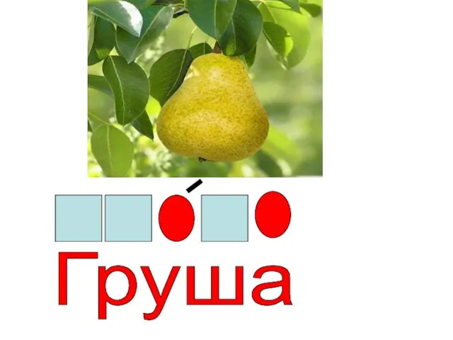 Груша