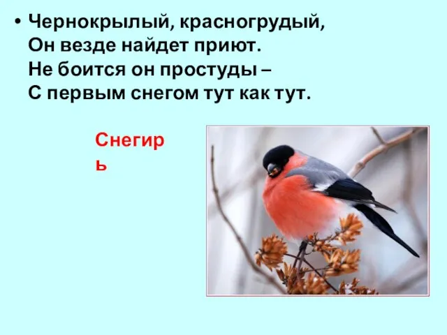 Чернокрылый, красногрудый, Он везде найдет приют. Не боится он простуды – С