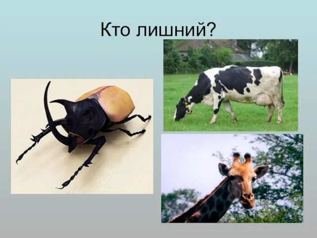 Кто лишний?