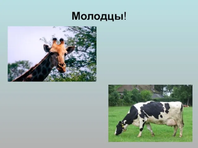 Молодцы!