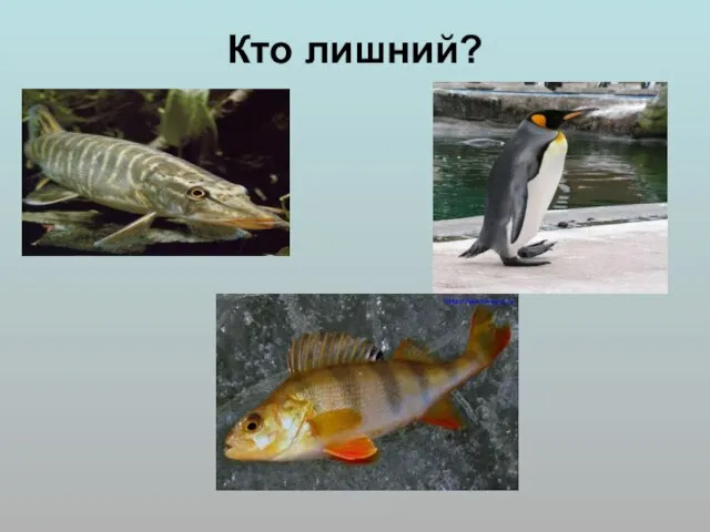 Кто лишний?