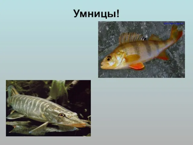 Умницы!