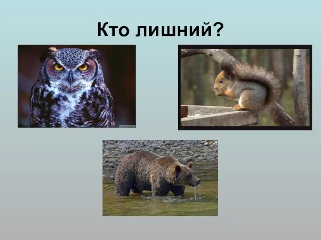 Кто лишний?