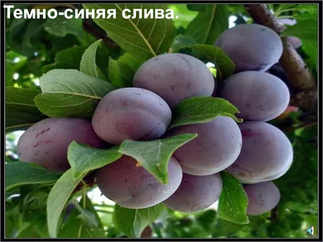 Темно-синяя слива.