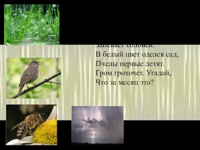 Зеленеет даль полей Запевает соловей. В белый цвет оделся сад, Пчелы первые