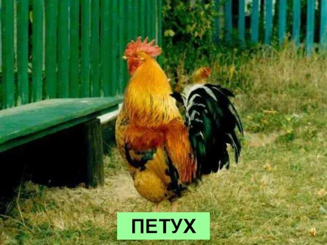 ПЕТУХ