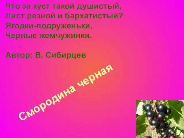 Смородина черная Что за куст такой душистый, Лист резной и бархатистый? Ягодки-подруженьки,