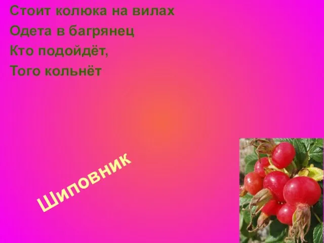 Шиповник Стоит колюка на вилах Одета в багрянец Кто подойдёт, Того кольнёт