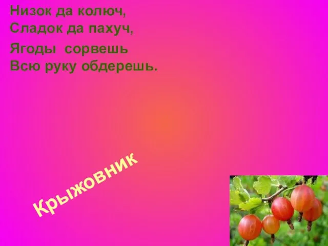 Крыжовник Низок да колюч, Сладок да пахуч, Ягоды сорвешь Всю руку обдерешь.