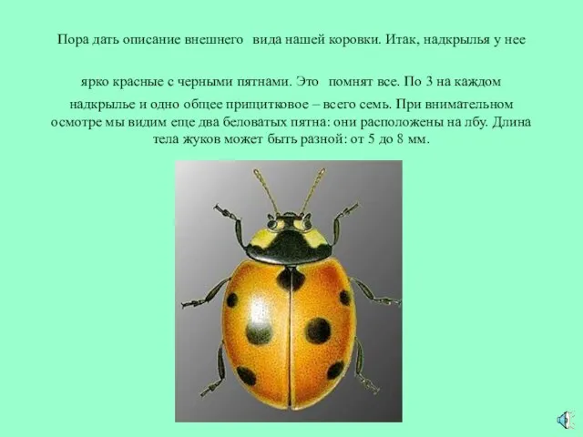 Пора дать описание внешнего вида нашей коровки. Итак, надкрылья у нее ярко