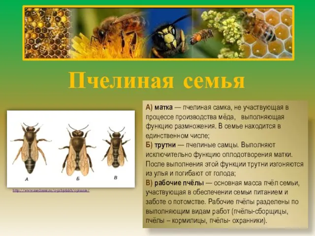 Пчелиная семья А) матка — пчелиная самка, не участвующая в процессе производства
