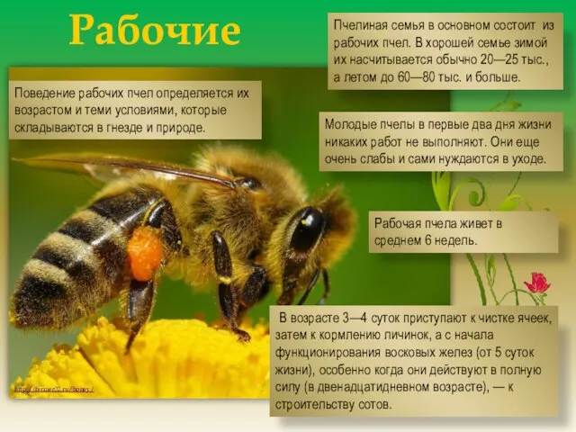 Рабочие пчелы http://fermer02.ru/honey/ Пчелиная семья в основном состоит из рабочих пчел. В
