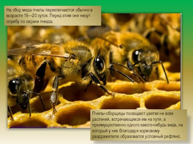 http://lifeglobe.net/media/entry/631/beebiglittle8_5.jpg На сбор меда пчелы переключаются обычно в возрасте 18—20 суток. Перед
