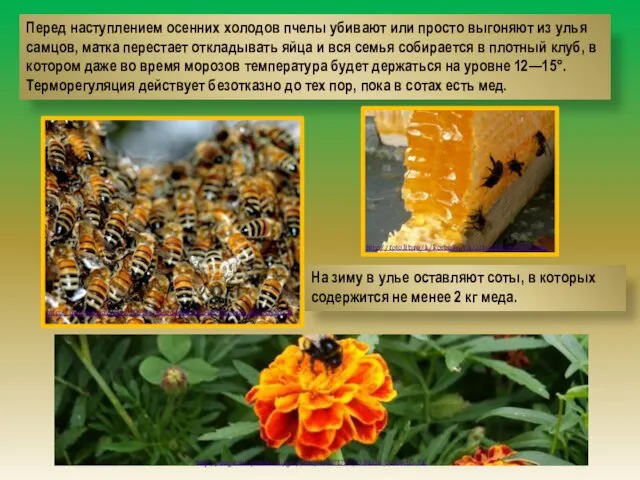Перед наступлением осенних холодов пчелы убивают или просто выгоняют из улья самцов,