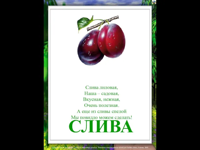 СЛИВА Слива лиловая, Наша – садовая, Вкусная, нежная, Очень полезная. А еще