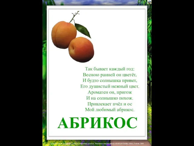 АБРИКОС Так бывает каждый год: Весною ранней он цветёт, И будто солнышка