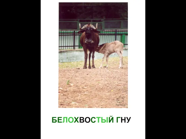 БЕЛОХВОСТЫЙ ГНУ