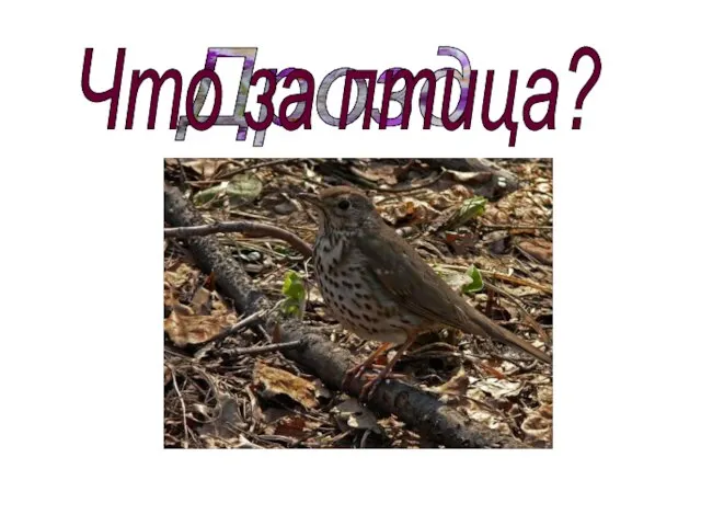 Дрозд Что за птица?