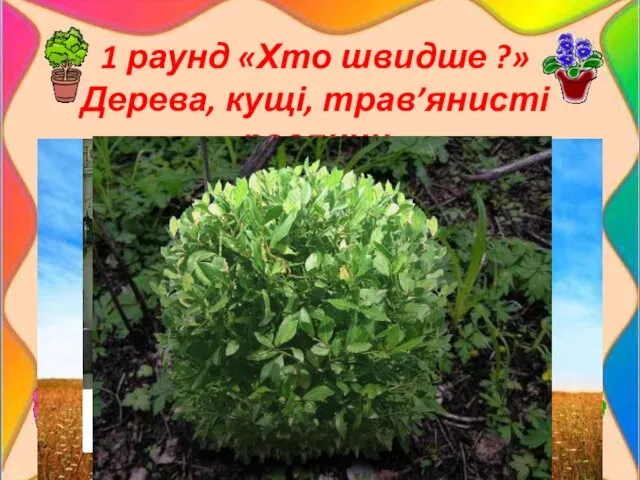 1 раунд «Хто швидше ?» Дерева, кущі, трав’янисті рослини