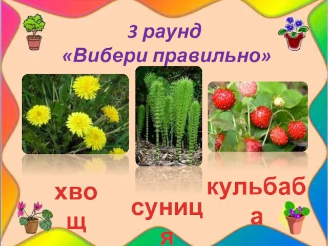 3 раунд «Вибери правильно» кульбаба суниця хвощ