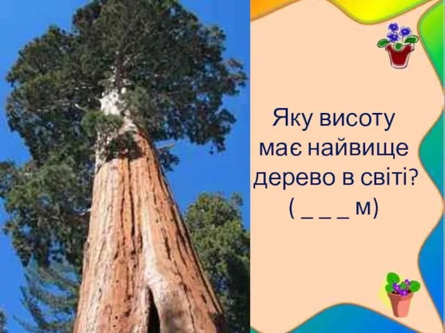 Яку висоту має найвище дерево в світі? ( _ _ _ м)