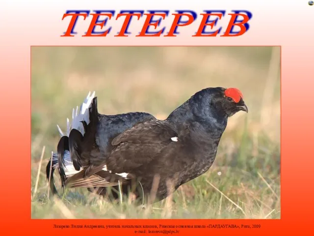 ТЕТЕРЕВ