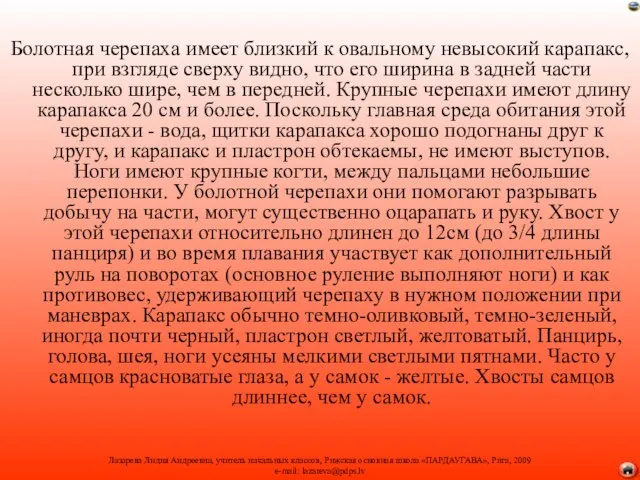 Болотная черепаха имеет близкий к овальному невысокий карапакс, при взгляде сверху видно,