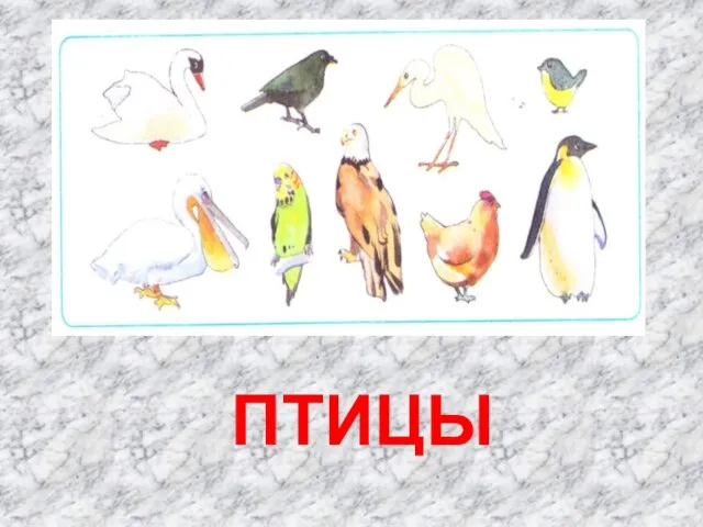 ПТИЦЫ