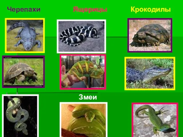Черепахи Змеи Ящерицы Крокодилы