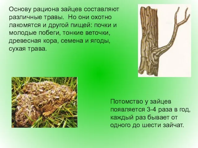 Основу рациона зайцев составляют различные травы. Но они охотно лакомятся и другой