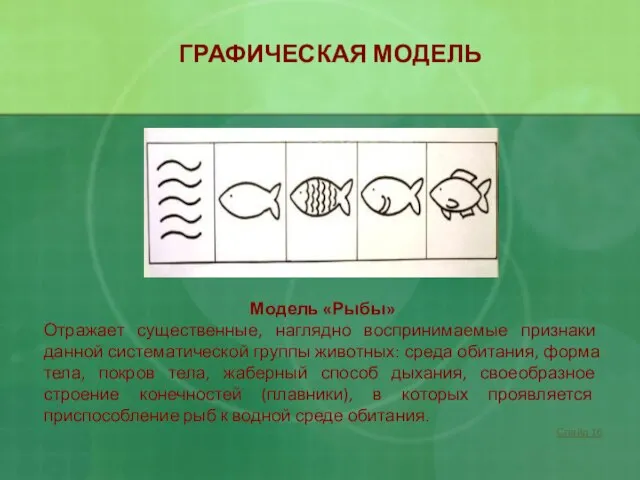 ГРАФИЧЕСКАЯ МОДЕЛЬ Модель «Рыбы» Отражает существенные, наглядно воспринимаемые признаки данной систематической группы