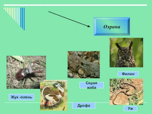 Охрана Жук -олень Дрофа Серая жаба Филин Уж