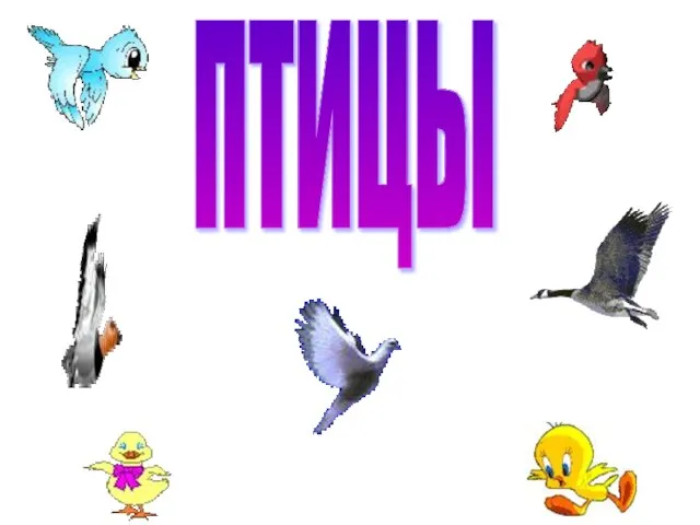 птицы