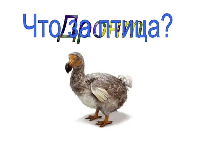 Дронт Что за птица?