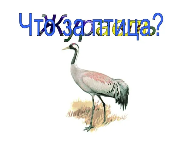 Журавль Что за птица?