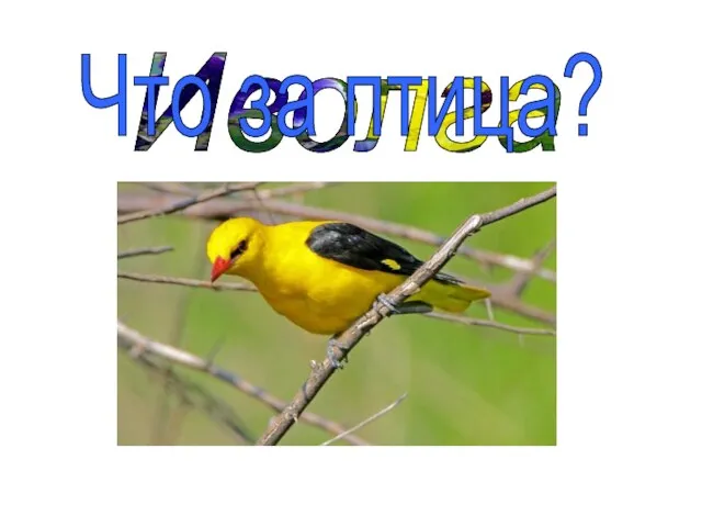 Иволга Что за птица?