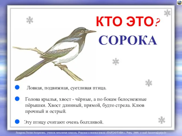 СОРОКА Голова крылья, хвост - чёрные, а по бокам белоснежные пёрышки. Хвост