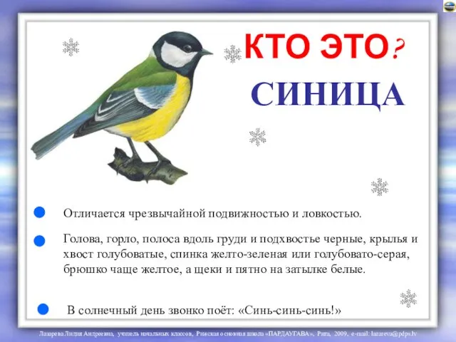 СИНИЦА Отличается чрезвычайной подвижностью и ловкостью. Голова, горло, полоса вдоль груди и