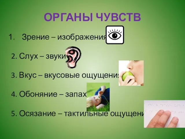 ОРГАНЫ ЧУВСТВ Зрение – изображения 2. Слух – звуки 3. Вкус –