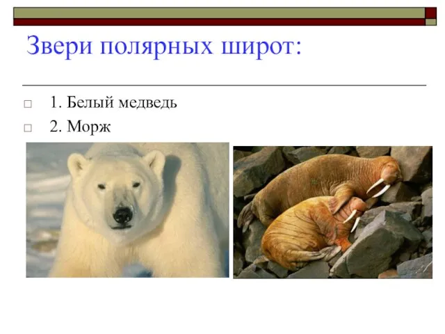 Звери полярных широт: 1. Белый медведь 2. Морж