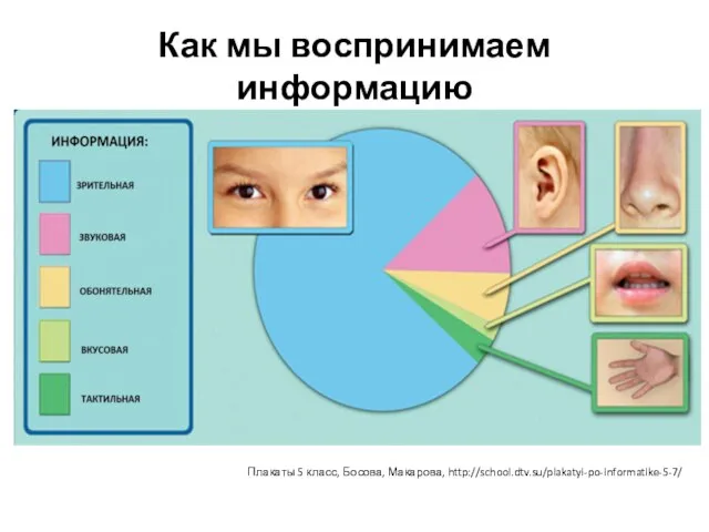 Как мы воспринимаем информацию Плакаты 5 класс, Босова, Макарова, http://school.dtv.su/plakatyi-po-informatike-5-7/