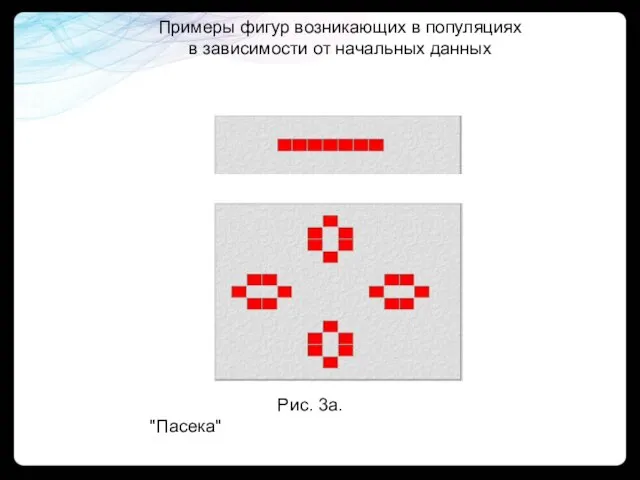 Рис. 3а. "Пасека" Примеры фигур возникающих в популяциях в зависимости от начальных данных