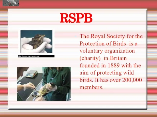 The Royal Society for the Protection of Birds is a voluntary organization