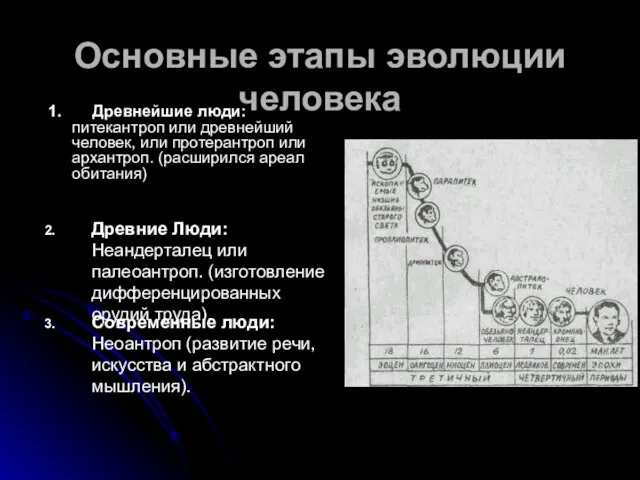 Основные этапы эволюции человека 1. Древнейшие люди: питекантроп или древнейший человек, или