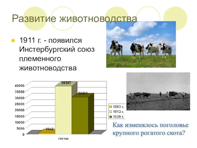 1911 г. - появился Инстербургский союз племенного животноводства Как изменялось поголовье крупного рогатого скота? Развитие животноводства