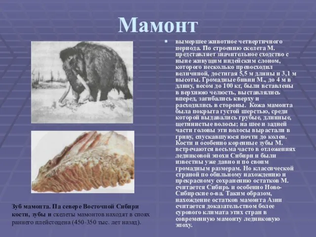 Мамонт вымершее животное четвертичного периода. По строению скелета М. представляет значительное сходство