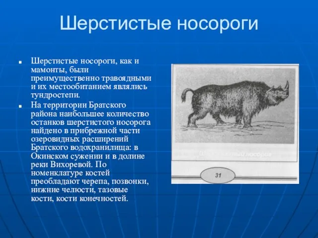 Шерстистые носороги Шерстистые носороги, как и мамонты, были преимущественно травоядными и их