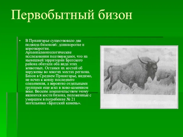 Первобытный бизон В Приангарье существовало два подвида бизонов6: длиннорогие и короткорогие. Археопалеонтологические