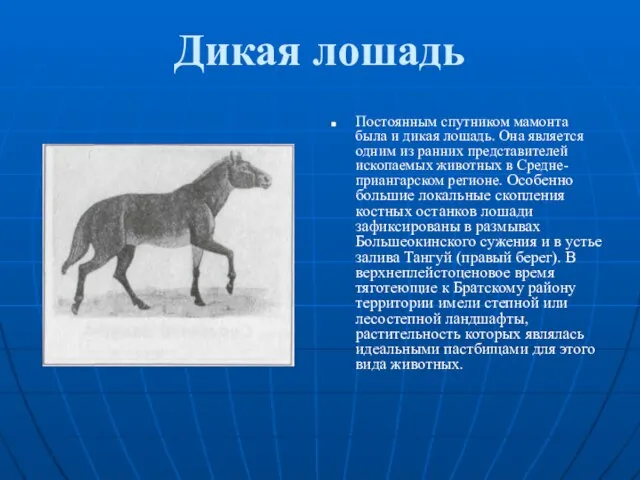 Дикая лошадь Постоянным спутником мамонта была и дикая лошадь. Она является одним