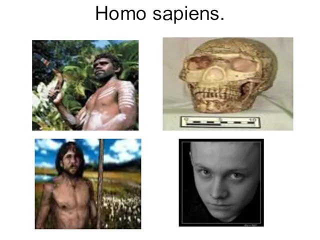 Homo sapiens.